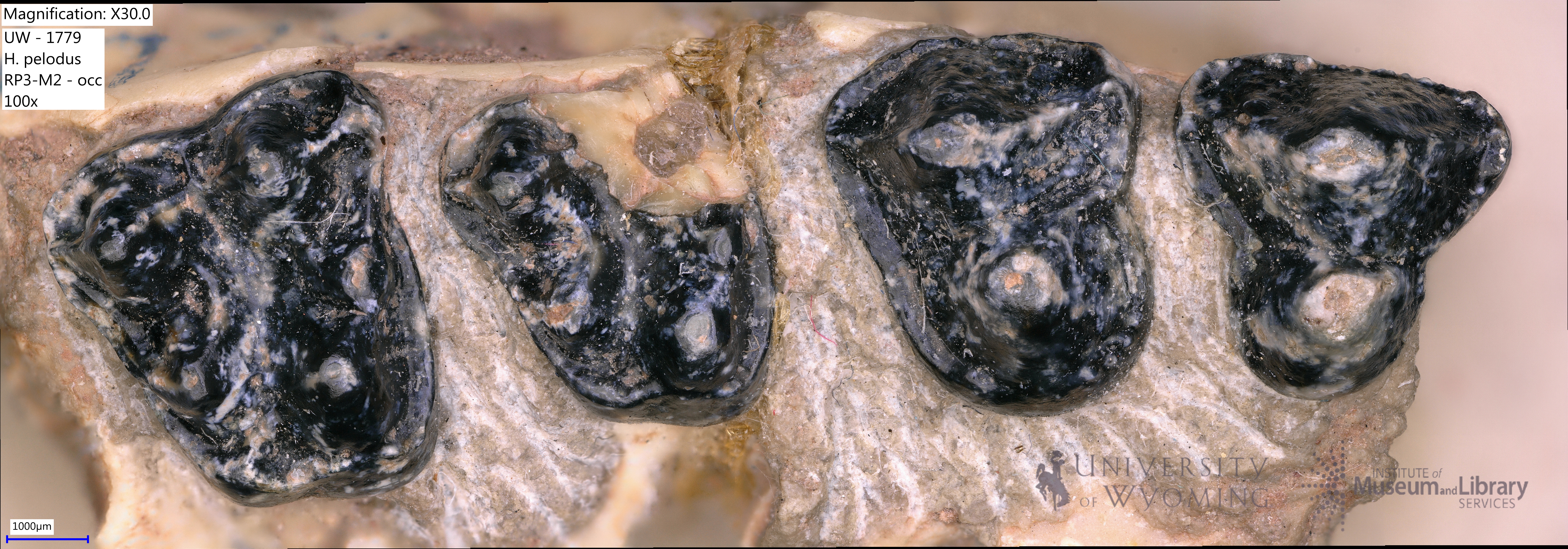 Hexacodus