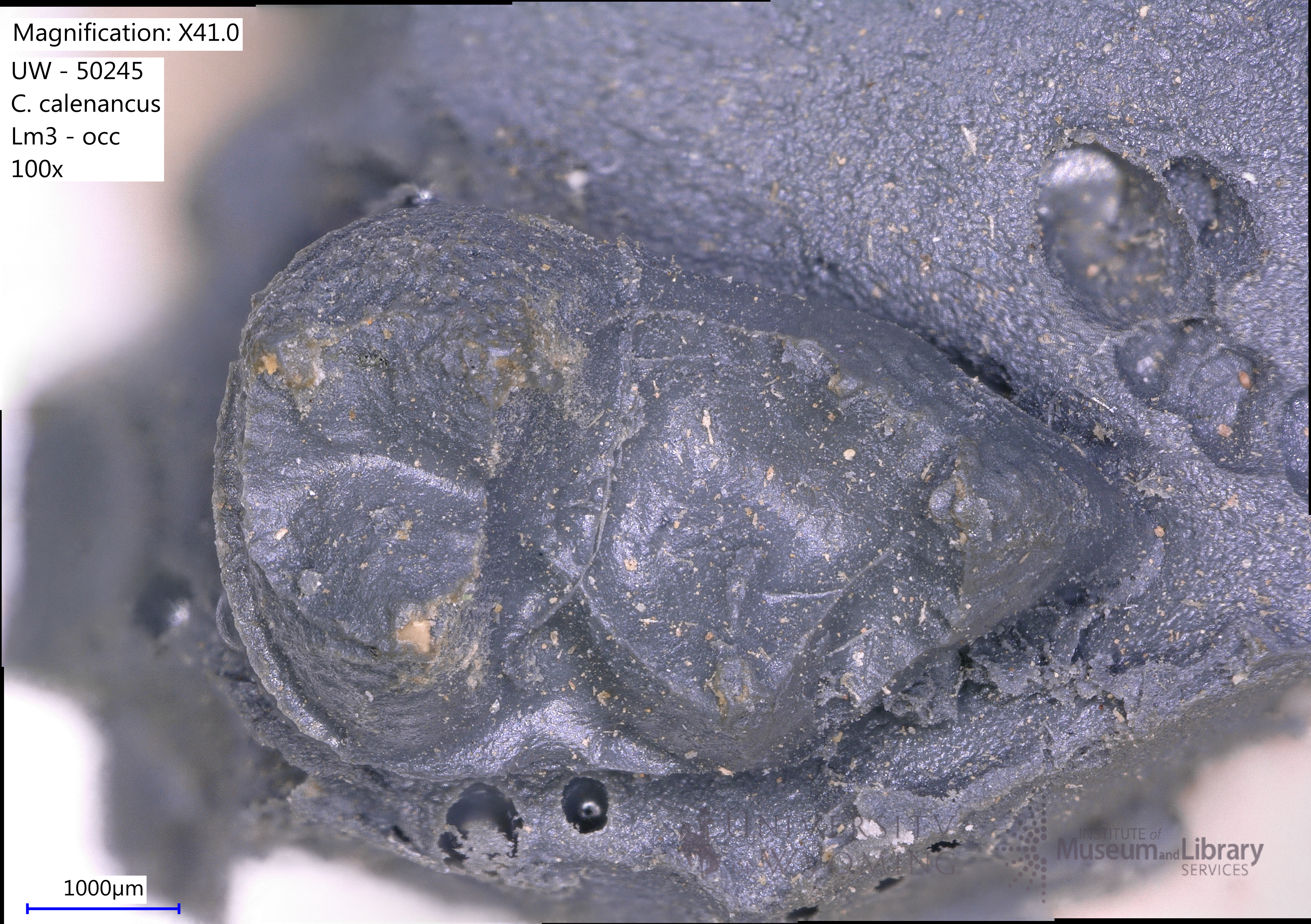 Chriacus calenancus