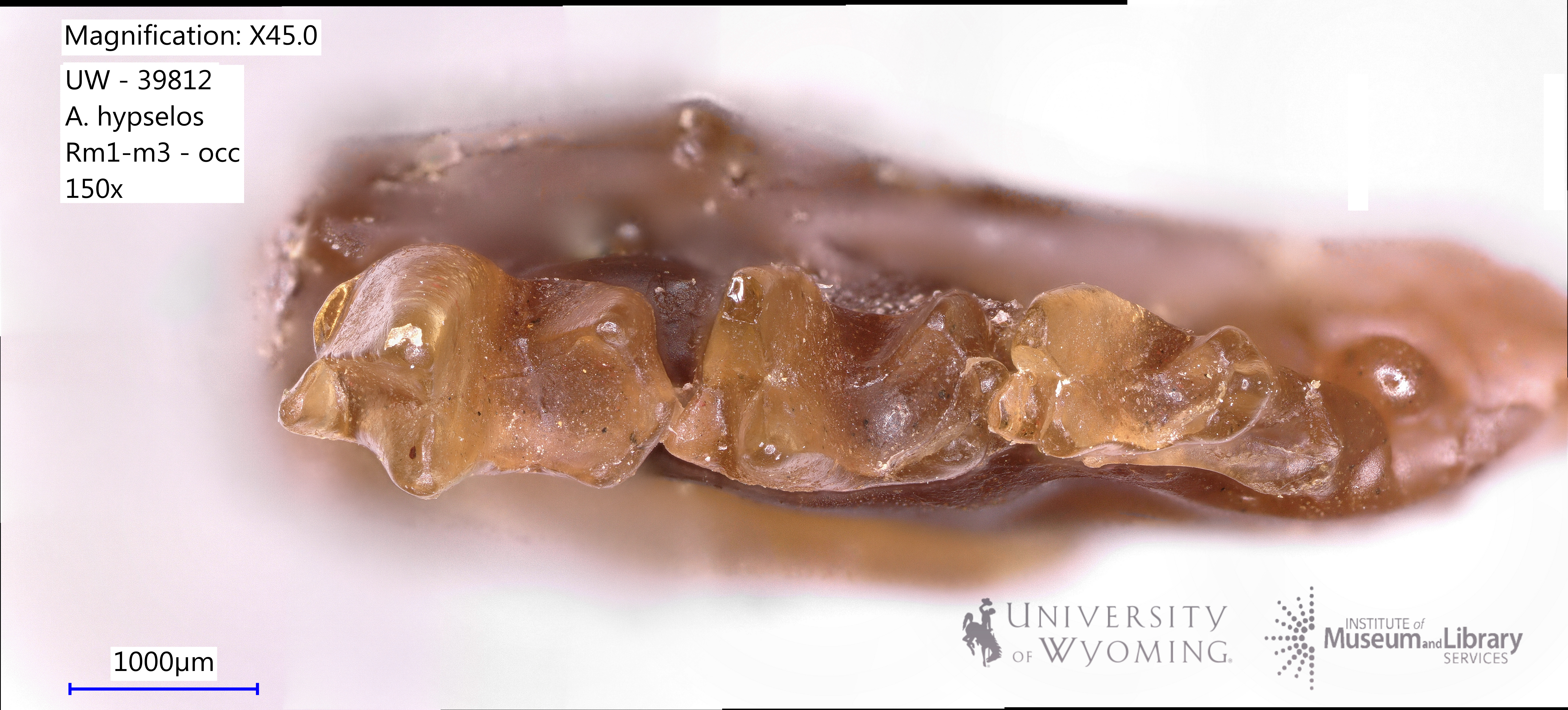 Aboletylestes