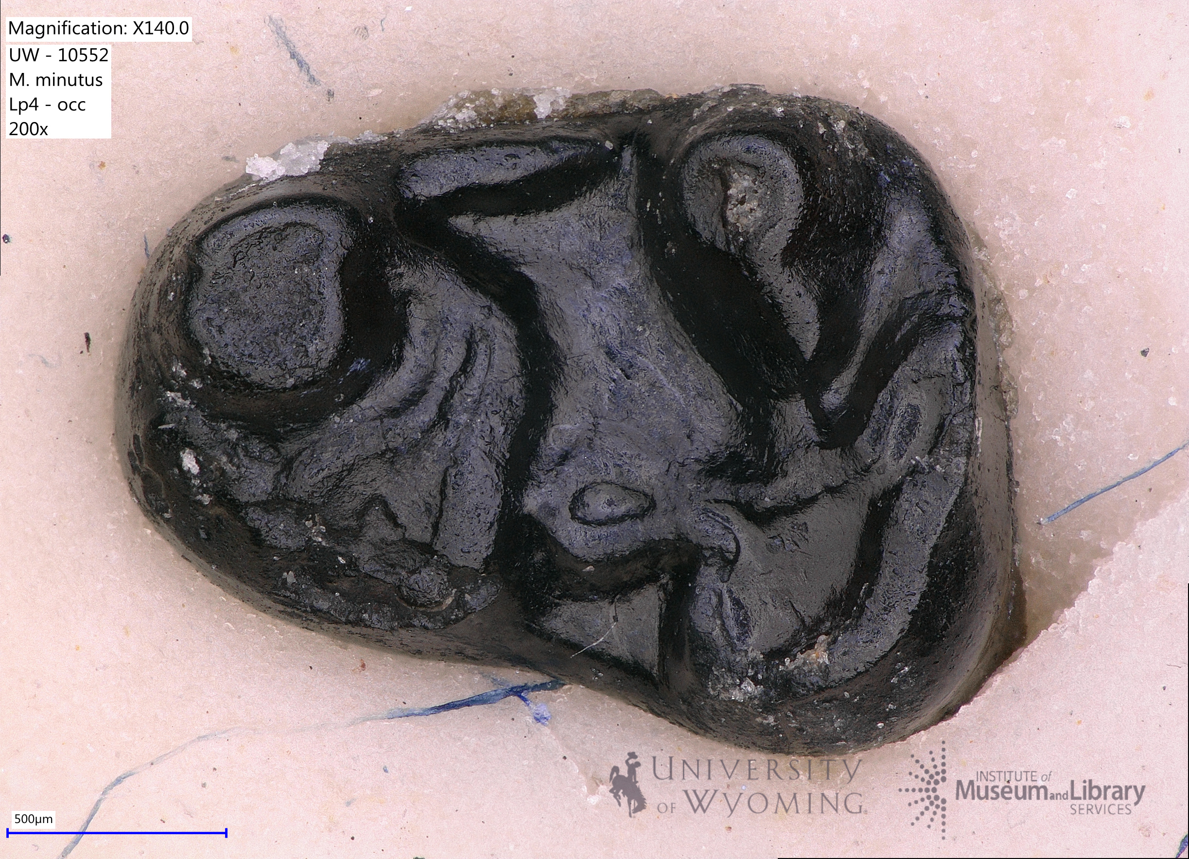 Microparamys minutus