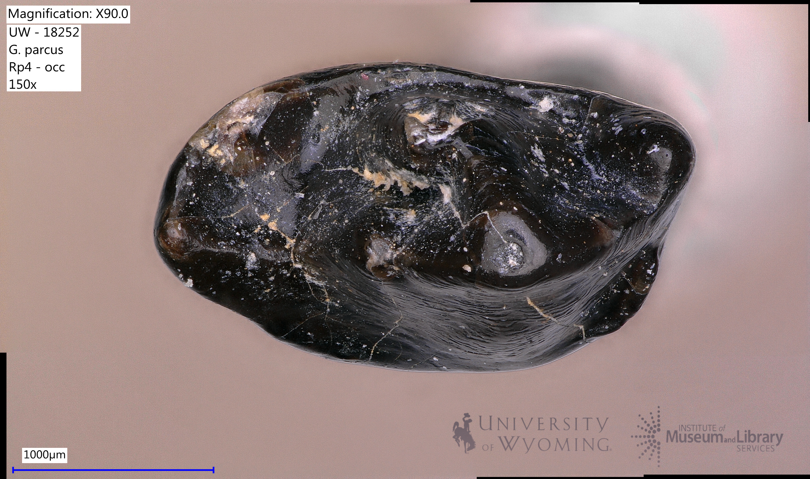 Gelastops parcus